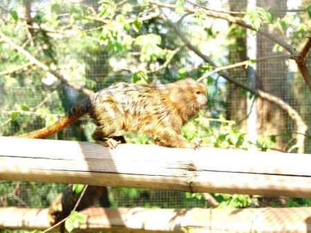 Monkey on a trunk