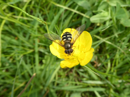 fly on a yellow blossom