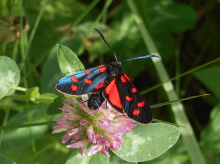 moth butterbly black red on a flowerの写真素材