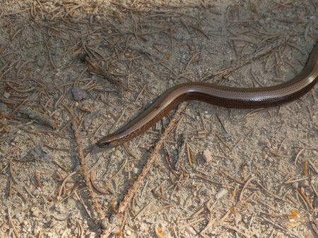 blindworm in the sand
