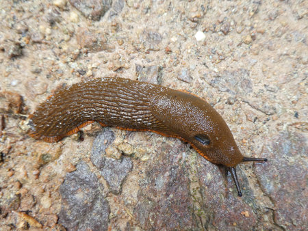 slug on a stoneの写真素材