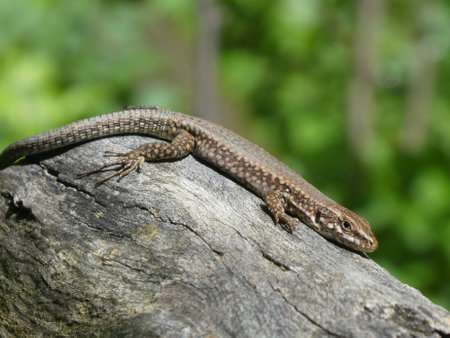 Lizard sitting on a woodの写真素材