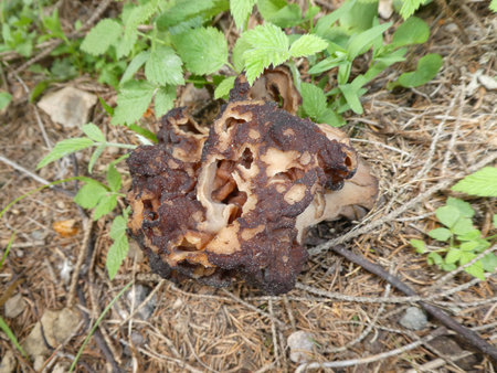 Morel mushroom in the forestの写真素材