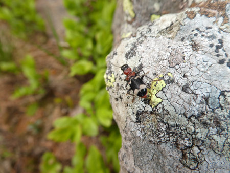 insect black with stripes sitting on a stone