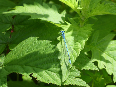 small blue dragonfly