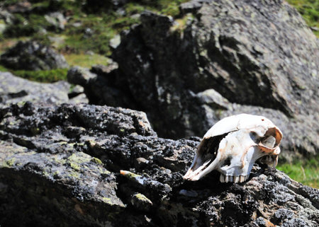 landcape of the mountains in south tyrolの写真素材