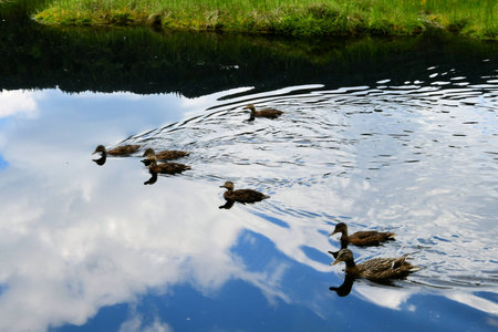 Duck family swimming in a pondの写真素材