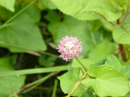 purple blossom of a cloverの写真素材