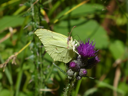 yellow brimstone butterfly on a purple blossom of a thistleの写真素材