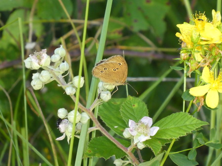 small orange brown butterfly black dots