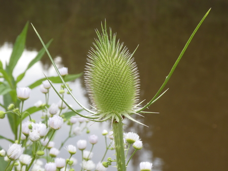 teasel in the forest