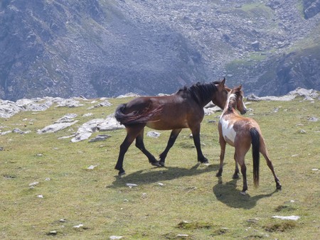 Horses grazing on a meadow in the mountainsの写真素材