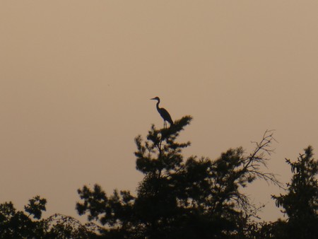 heron bird sitting on the top of a tree horizonの写真素材
