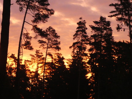 Sunrise in the forest with red sky clouds treesの写真素材