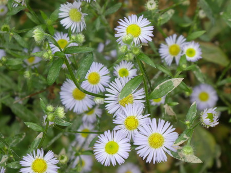 wild aster flower in the forest with light purple blossom