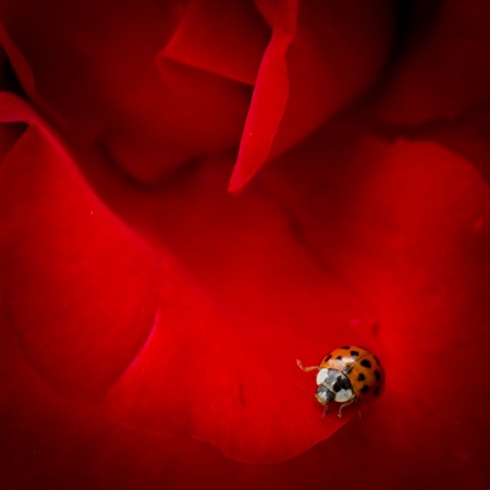 A tiny ladybird explores a deep red rose