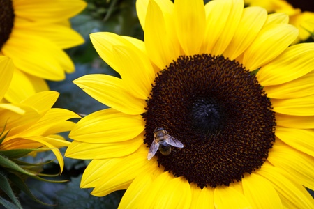A honey bee collects pollen in a giant summer sunflower.