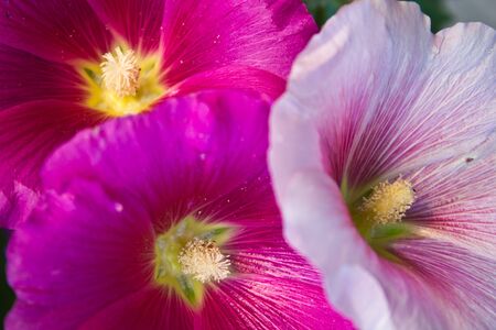 A cluster of bright pink hibiscus flowersの写真素材
