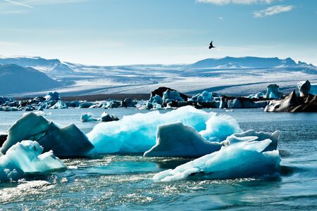 Artic Tern over Jokulsarlon Glacier Lagoonの写真素材