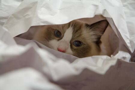 A Ragdoll kitten peering out from a pile of butchers paperの写真素材