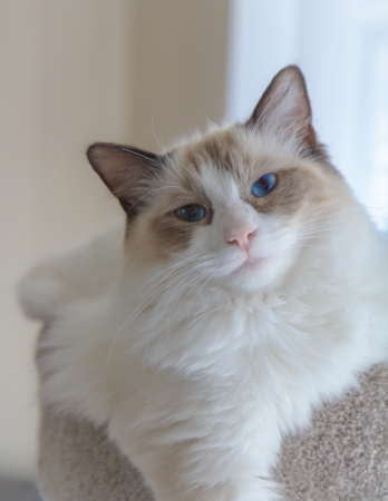 An adorable seal ragdoll kitten posing in soft daylightの写真素材