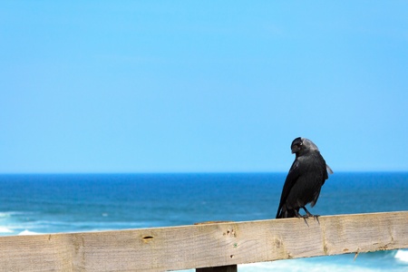 A black raven watching carefully from its post by the ocean の写真素材