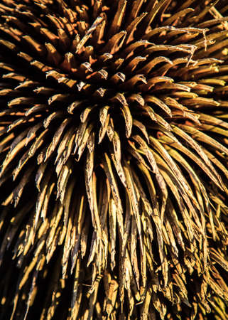 Brown spikes of the grasstree