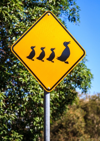Silhouette of a duck and three ducklings on this Australian road warning signの写真素材