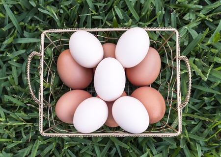 Eleven eggs in a gold wire basket resting on green grass. Six brown eggs and five white eggs arranged in a pattern.の写真素材