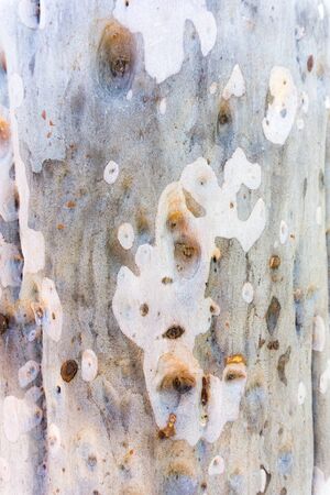 Grey and beige eucaltypus tree bark