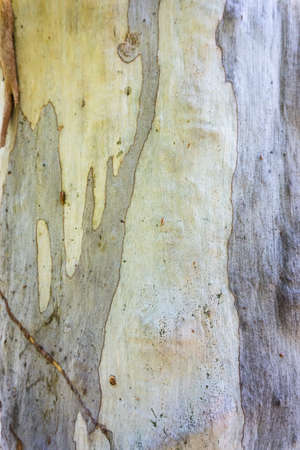 Close-up of pale orange and grey tree barkの写真素材