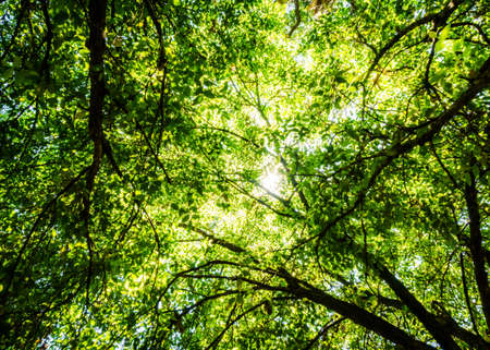 Green natural canopy overhead, backlit with  warm Australian sun in Carnarvon Gorge in Queenslandの写真素材
