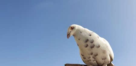 White albino pigeon sits on the roof and interacts trustinglyの写真素材