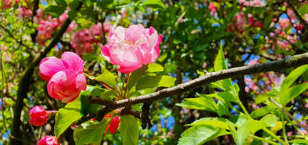 Bonn Germany Cherry blossoms in full bloom in beautiful spring weather in the sunshine at the end of Aprilの写真素材