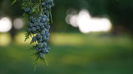 Bonn Germany June 2021 Juniper berries on a tree against a rural green background in sunlight