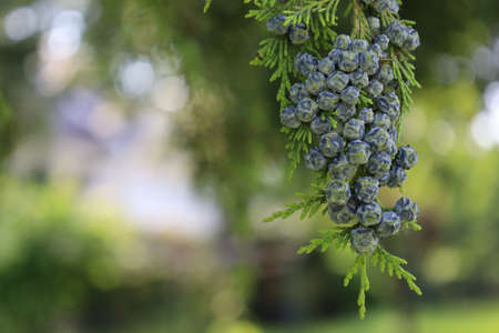 Bonn Germany June 2021 Juniper berries on a tree against a rural green background in sunlightの写真素材