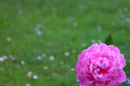 Bonn Germany June 2021 pink blossoming peony against green background in sunlightの写真素材