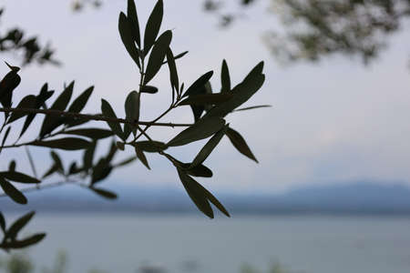 Sirmione Italy August 2021 green olives hanging from the olive tree in the grove in beautiful Mediterranean weatherの写真素材