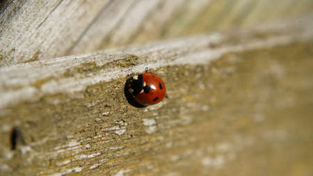 Bonn Germany February 2021 Close-up of a red ladybird with black dots on a beige wooden fence in natural sunlightの写真素材