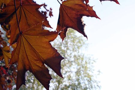 Maple leaves against a light sky
