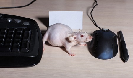 Rat Sphinx sits near the keyboard and the computer mouseの写真素材