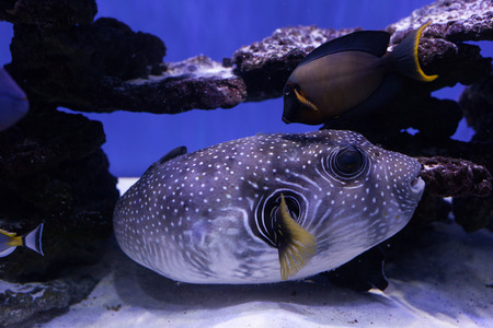Portrait of a puffer fish on the bottom close upの写真素材