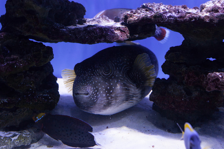 Puffer fish at the bottom among stonesの写真素材