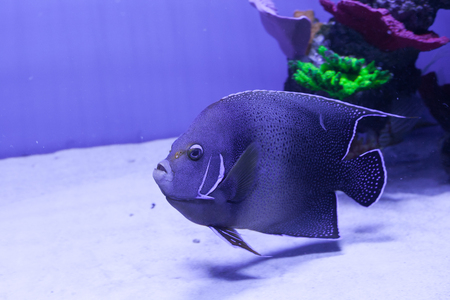 Semicircle angelfish in aquarium. Pomacanthus semicirculatus closeupの写真素材