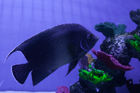 Semicircle angelfish swimming among corals. Pomacanthus semicirculatusの写真素材