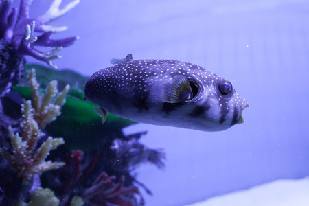 White-spotted puffer fish close up . Arothron hispidusの写真素材
