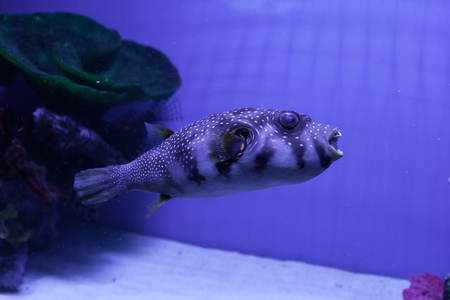 Puffer fish in aquarium. Arothron hispidus. Marine fishの写真素材