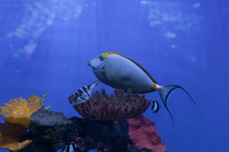 Naso lituratus, orangespine unicornfish, dascyllus melanurus, tropical fish closeupの写真素材