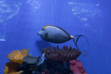 Naso lituratus, orangespine unicornfish, dascyllus melanurus closeupの写真素材