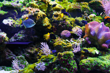 Small fish swim among beautiful bright coralの写真素材